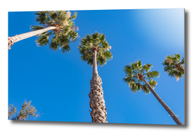 Palm trees with blue sky in sunny afternoon