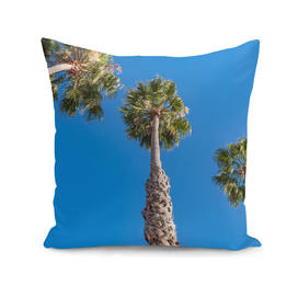 Palm trees with blue sky in sunny afternoon