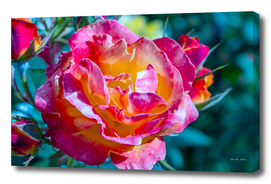 Beautiful colorful Pink Rose flower blossoming