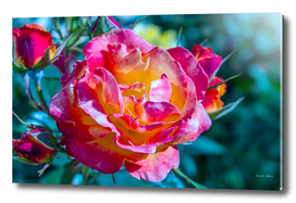 Beautiful colorful Pink Rose flower blossoming