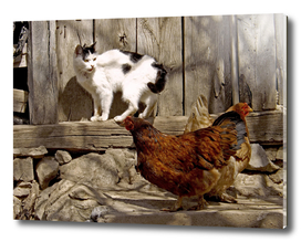 Cat and chicken