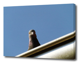 Pigeon on roof