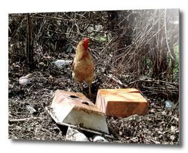 Chicken at garbage