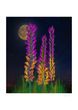 Desert Candle Foxtail Lily