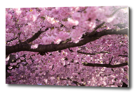 Cherry Blossom Tree Panorama