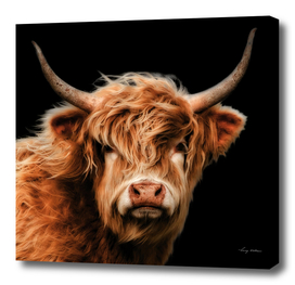 Highland Cow in Colour