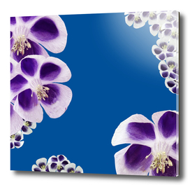 Purple flowers & Blue Background