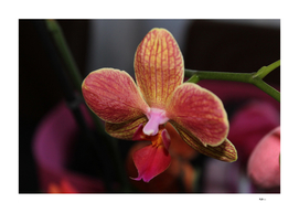 Orchidée Orange