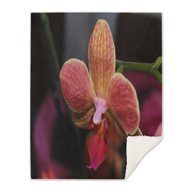 Orchidée Orange