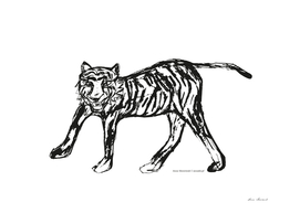 Tiger white-black
