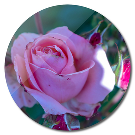 Fully grown Pink Rose Flower partially in shades
