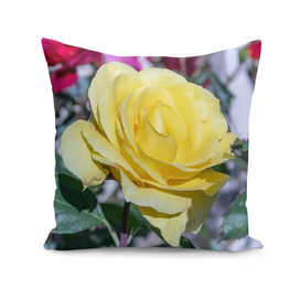 Beautiful yellow rose shinning bright in garden in spring