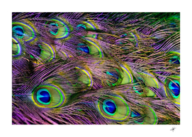 green purple and blue peacock feather digital