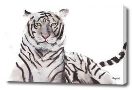 Print of a white tiger, special animal illustration