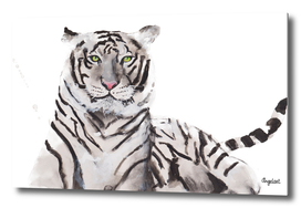 Print of a white tiger, special animal illustration