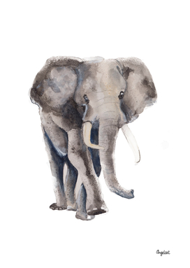 Print of an elephant, special animal illustration