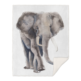 Print of an elephant, special animal illustration