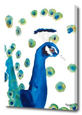 Peacock special bird illustration