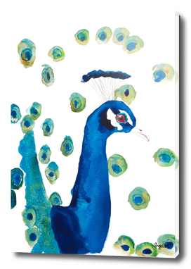 Peacock special bird illustration