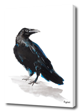 Jackdaw special bird illustration