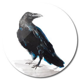 Jackdaw special bird illustration