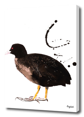 Coot special bird illustration