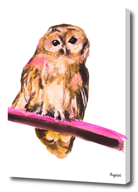 Owl special bird illustration