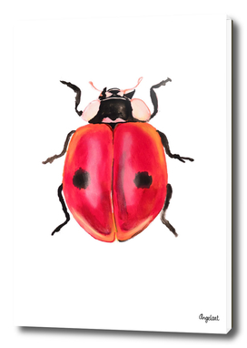 Print of a ladybug, special insect illustration