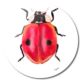 Print of a ladybug, special insect illustration