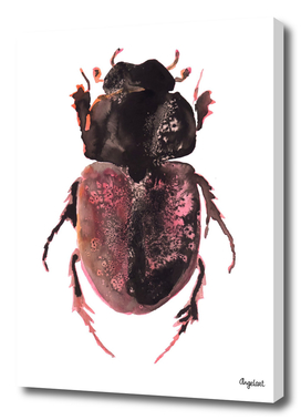 Print of a beetle, special insect illustration