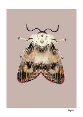 Moth with red dots on colored background