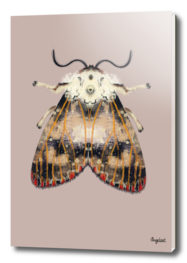 Moth with red dots on colored background