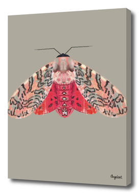 Moth pink red on scuttled background