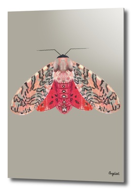 Moth pink red on scuttled background