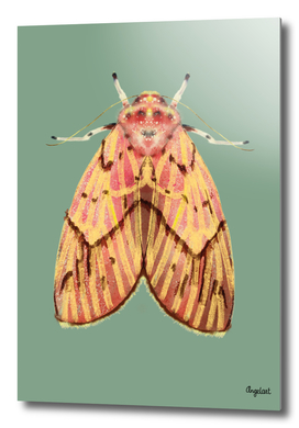 Moth pink yellow on colored background