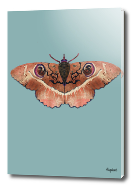 Moth Terra colored background