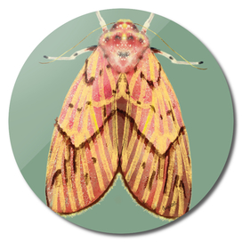 Moth pink yellow on colored background