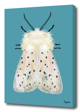 White moth colored background