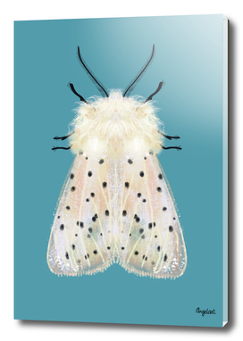 White moth colored background