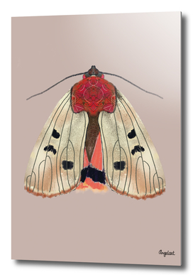 Moth Cream on colored background