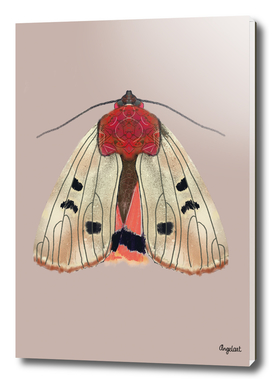 Moth Cream on colored background