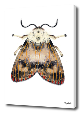 Moth with red dots on white background