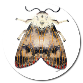 Moth with red dots on white background
