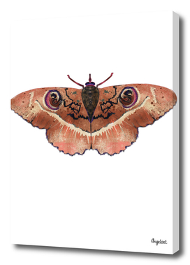 Moth terra color on white background