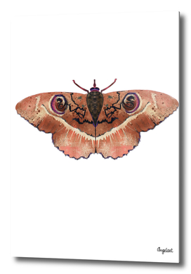 Moth terra color on white background
