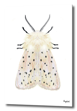 White moth on white background