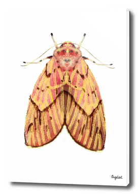 Moth pink yellow on white background