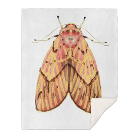 Moth pink yellow on white background