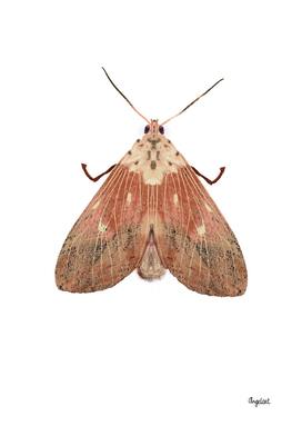 Pink moth on white background