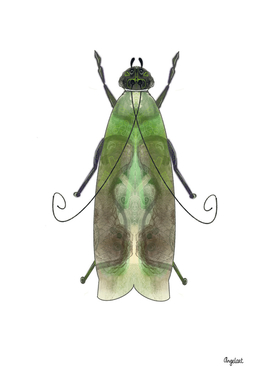 Green moth on white background